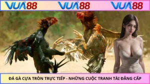 Đá Gà Cựa Tròn Trực Tiếp - Những Cuộc Tranh Tài Đẳng Cấp