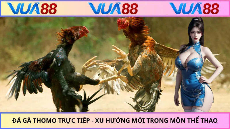 Đá Gà Thomo Trực Tiếp - Xu Hướng Mới Trong Môn Thể Thao