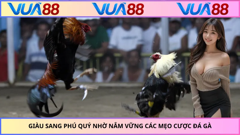 Giàu sang phú quý nhờ nắm vững các mẹo cược đá gà