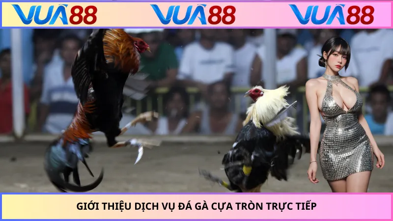 Giới thiệu dịch vụ đá gà cựa tròn trực tiếp