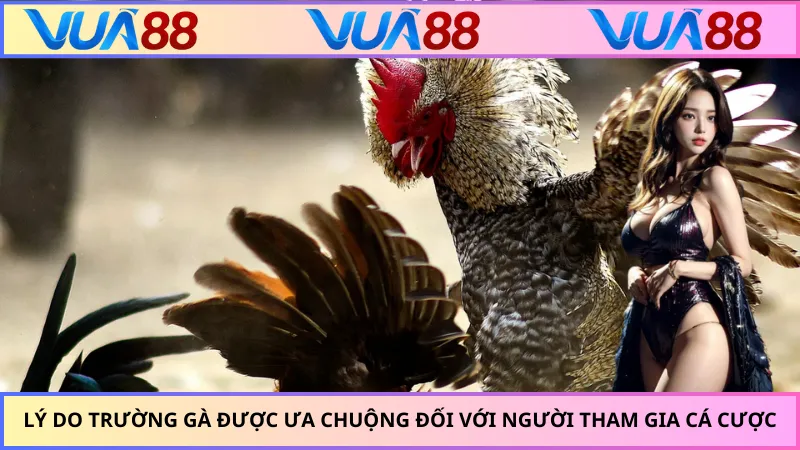 Lý do trường gà được ưa chuộng đối với người tham gia cá cược