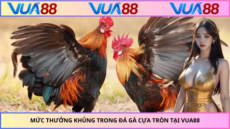 Mức thưởng khủng trong đá gà cựa tròn tại VUA88