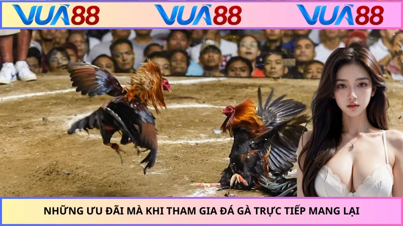 Những ưu đãi mà khi tham gia đá gà trực tiếp mang lại
