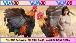 Trường Gà Savan - Địa Điểm Đá Gà Hàng Đầu Đông Nam Á