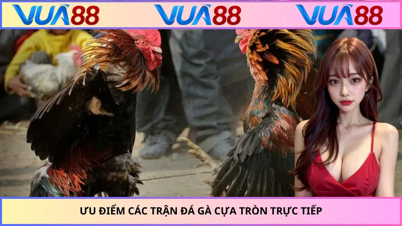 Ưu điểm các trận đá gà cựa tròn trực tiếp