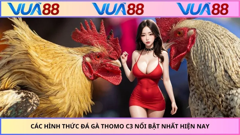 Các hình thức đá gà Thomo C3 nổi bật nhất hiện nay