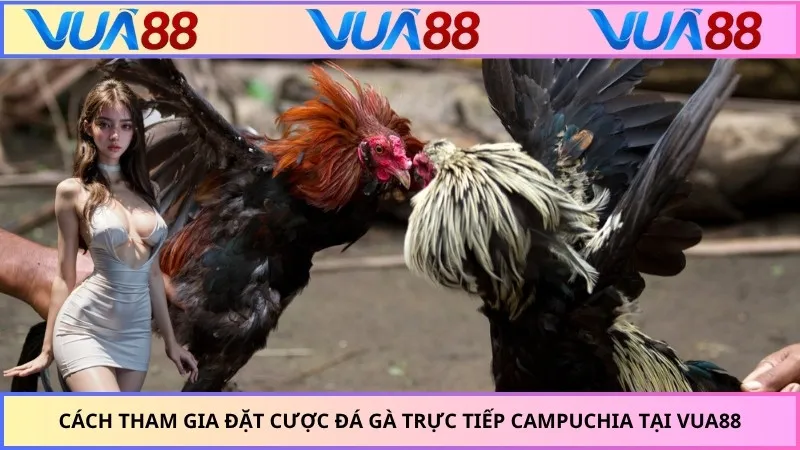 Cách tham gia đặt cược đá gà trực tiếp Campuchia tại VUA88