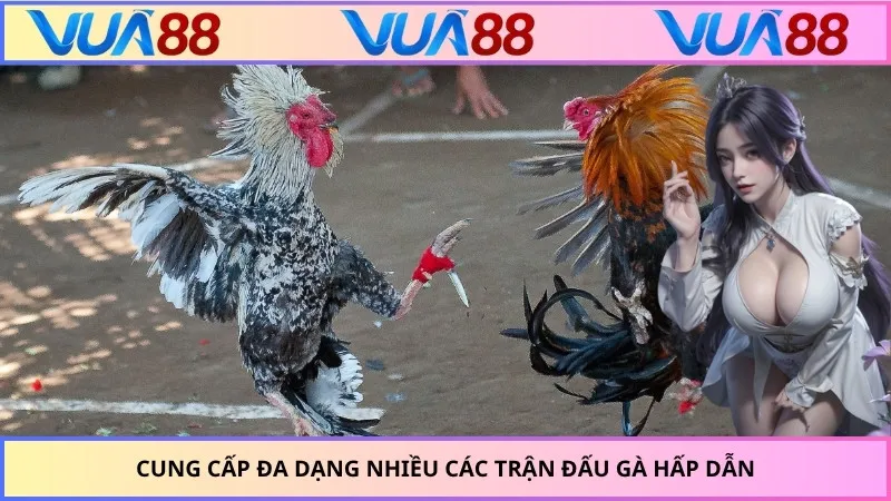 Cung cấp đa dạng nhiều các trận đấu gà hấp dẫn