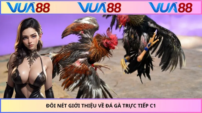 Đôi nét giới thiệu về đá gà trực tiếp C1