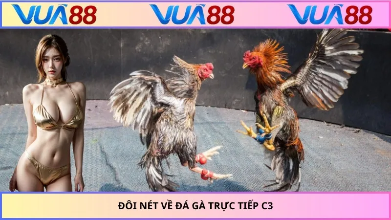 Đôi nét về đá gà trực tiếp C3