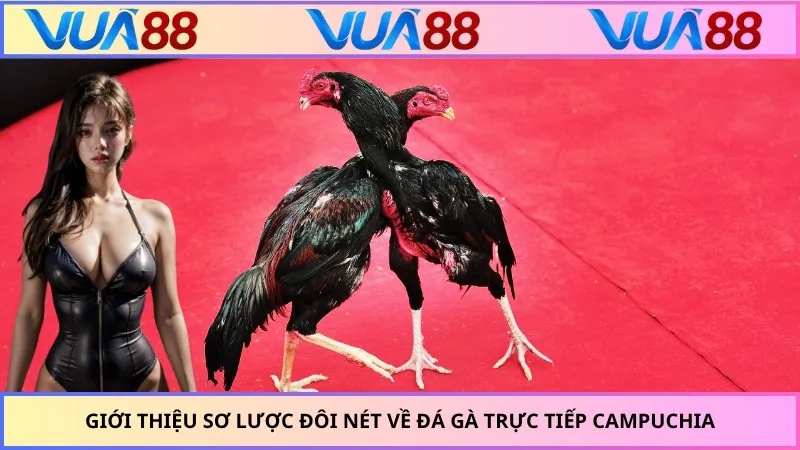 Giới thiệu sơ lược đôi nét về đá gà trực tiếp Campuchia