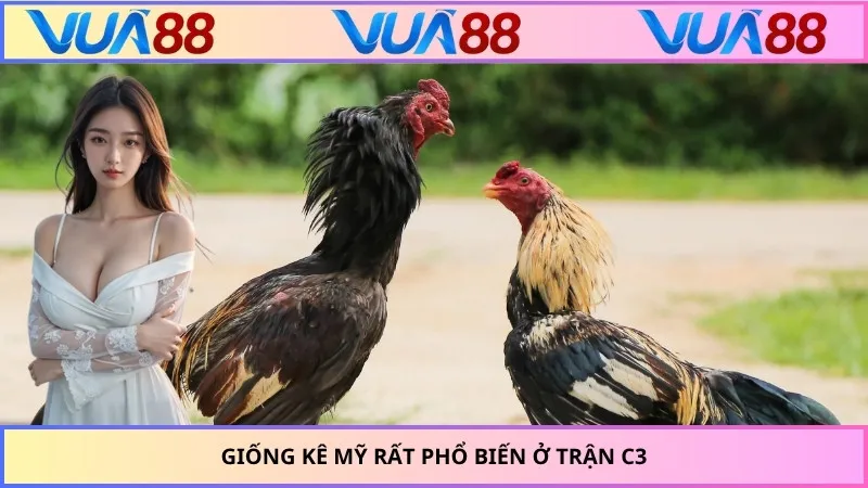 Giống kê Mỹ rất phổ biến ở trận C3