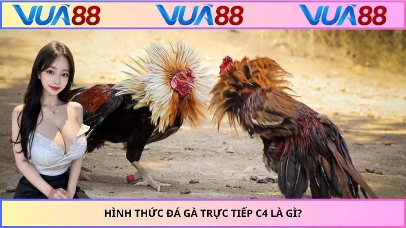 Hình thức đá gà trực tiếp C4 là gì?