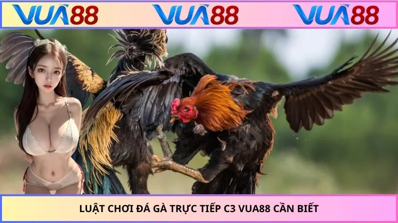 Luật chơi đá gà trực tiếp C3 VUA88 cần biết
