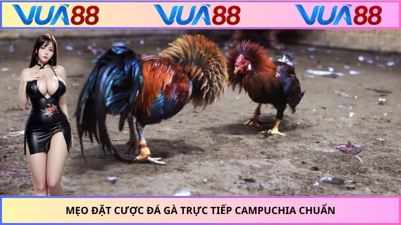 Mẹo đặt cược đá gà trực tiếp Campuchia chuẩn