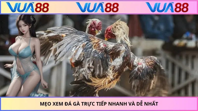 Mẹo xem đá gà trực tiếp nhanh và dễ nhất