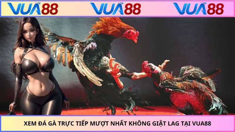 Xem Đá Gà Trực Tiếp Mượt Nhất Không Giật Lag Tại VUA88
